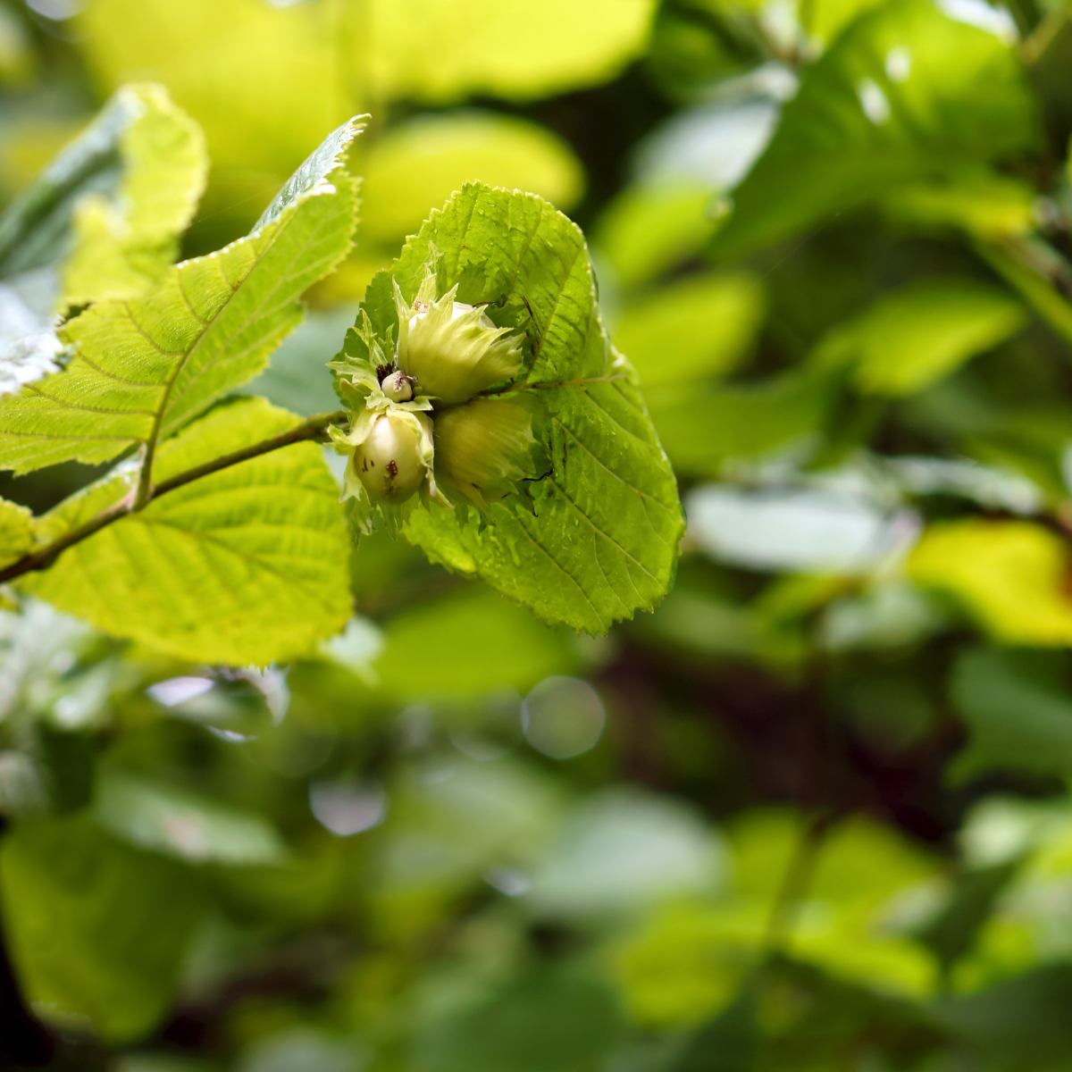 Hazel Emerging